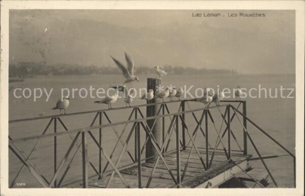 Moewen Lac Leman Mouettes