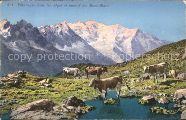 Kuehe Alpen Mont-Blanc