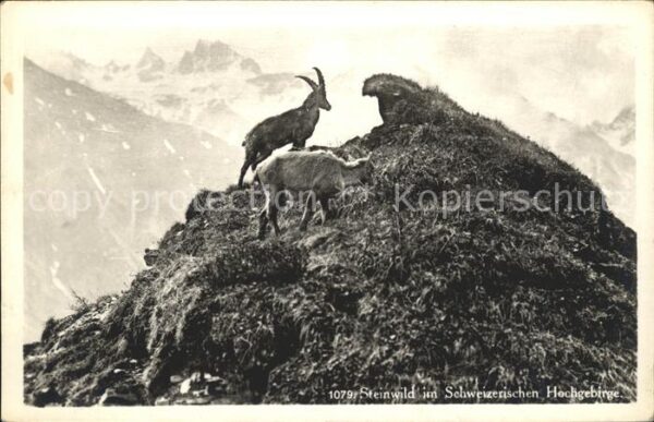 Steinbock Schweiz Hochgebirge