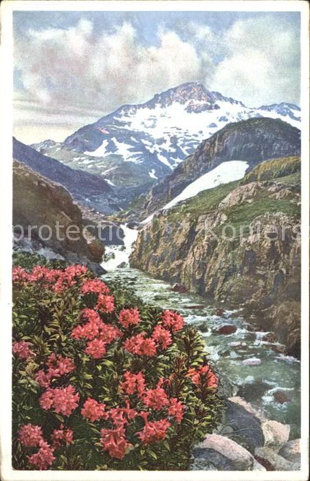 Verlag Photochromie Nr. 1507 Serie 583 Alpenrose St. Bernhard