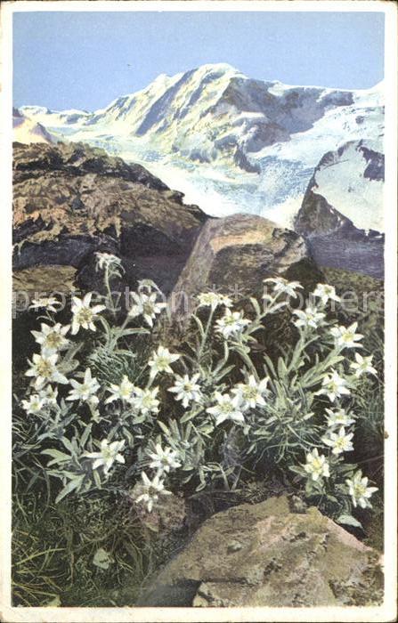 Edelweiss Gornergrat