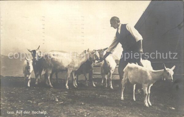 Ziege Hochalm