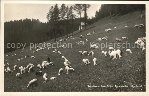 Schafe Appenzell Hügelland Weide