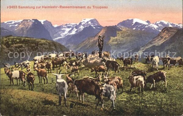 Ziege Hirte Sammlung zur Heimkehr