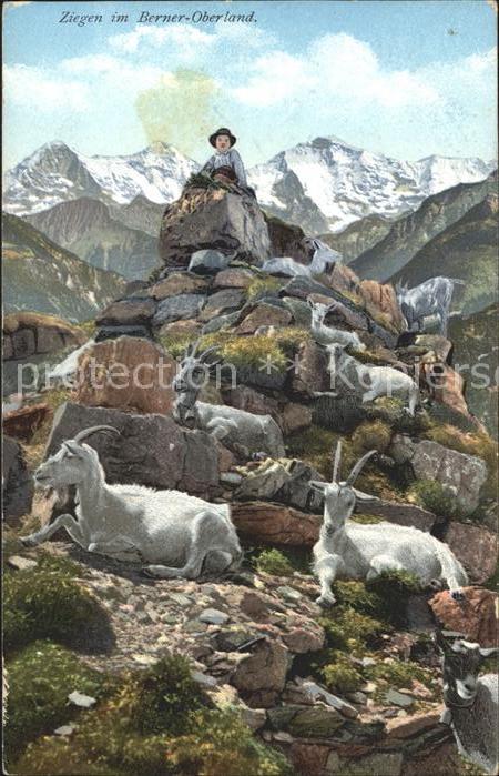 Ziege Ziegen mit Hirte Berner-Oberland