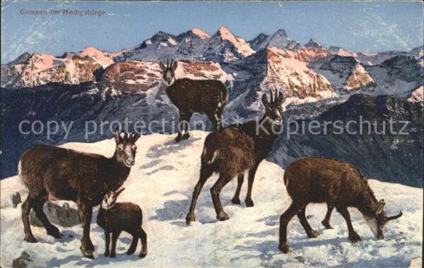 Gemse Hochgebirge
