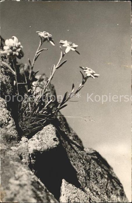 Edelweiss Leotopodium alpinum