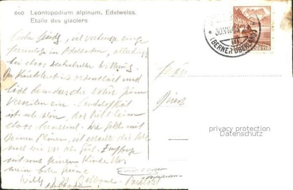 Edelweiss Leotopodium alpinum – Bild 2