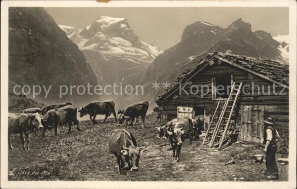Kuehe Kuhstall Alp