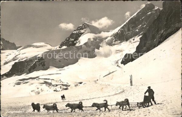 Hunde Polarhundegespann Jungfraujoch