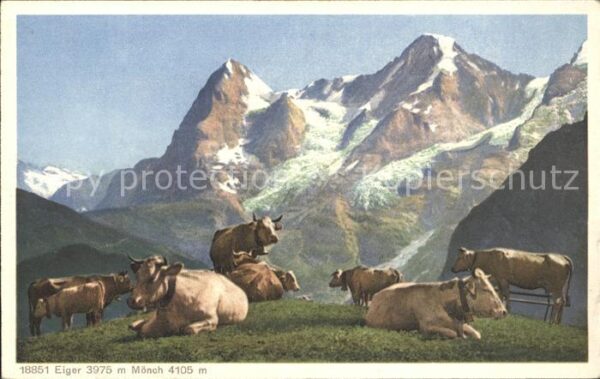 Kuehe Eiger Mönch