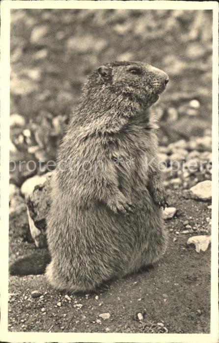 Murmeltier Arosa