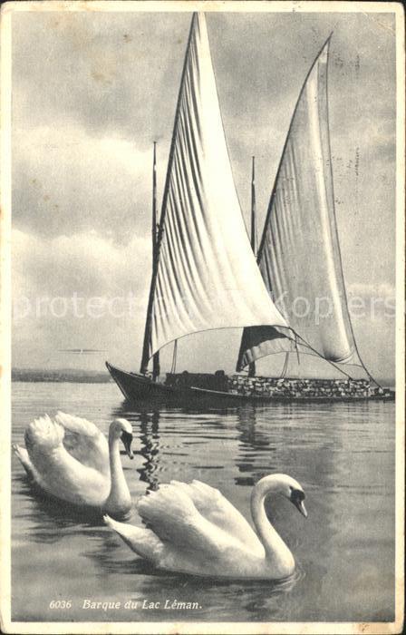 Segelboote Schwäne Barque Lac Leman
