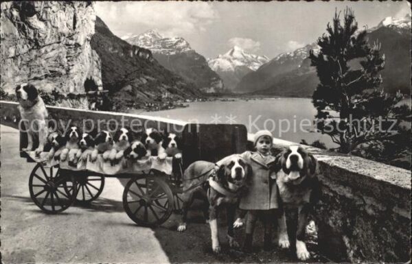Bernhardiner Hundekarren Kind Flüelen St. Bernhard Z