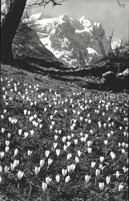 Blumen Krokusse Hasliberg Berner Oberland Wett