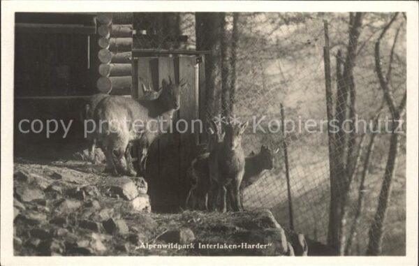 Ziege Alpenwildpark Interlaken-Harder