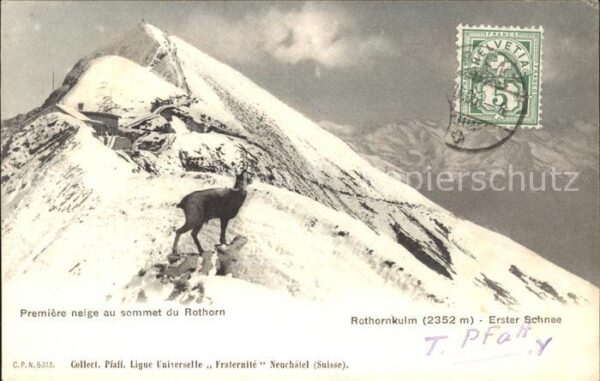 Gemse Rothornkulm Erster Schnee