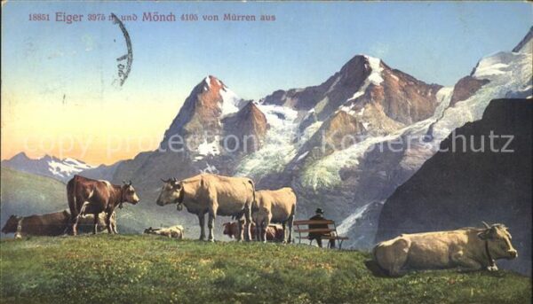 Kuehe Mürren Eiger Mönch