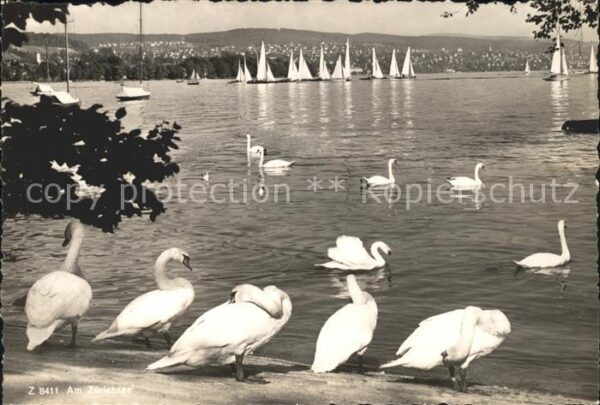 Schwan Segelboote Zürichsee