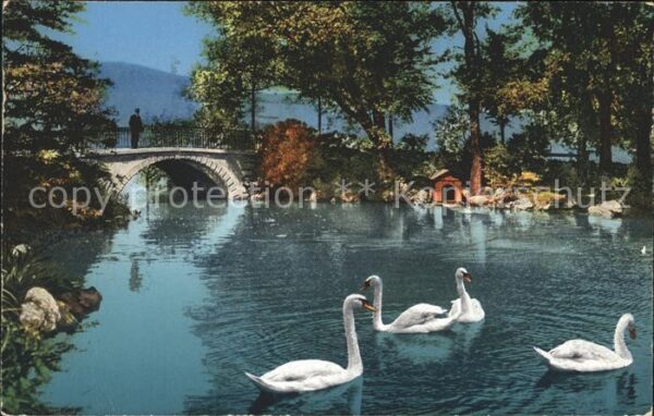 Schwan Schwäne Zürichhorn