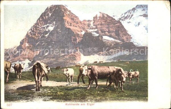 Kuehe Kuhherde Eiger
