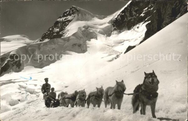 Hunde Polarhunde Hundeschlitten Jungfraujoch