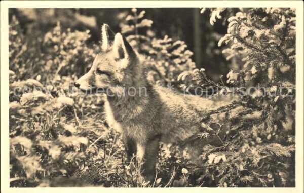 Fuchs Tiere Jungfuchs