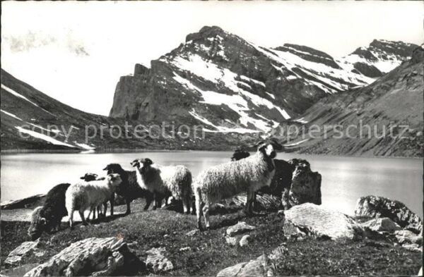 Schafe Gemmipass Schafherde Daubensee