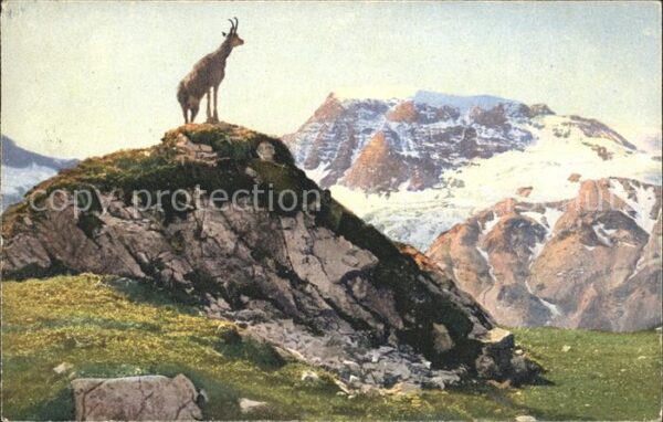 Ziege Berge Schweiz