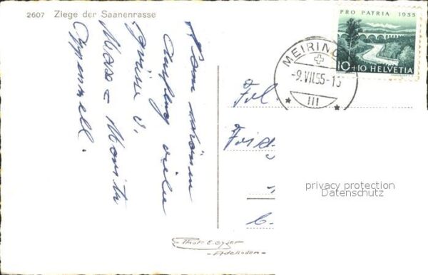 Ziege Saanenrasse – Bild 2