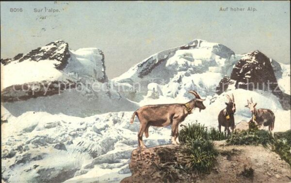 Ziege Alp Berge