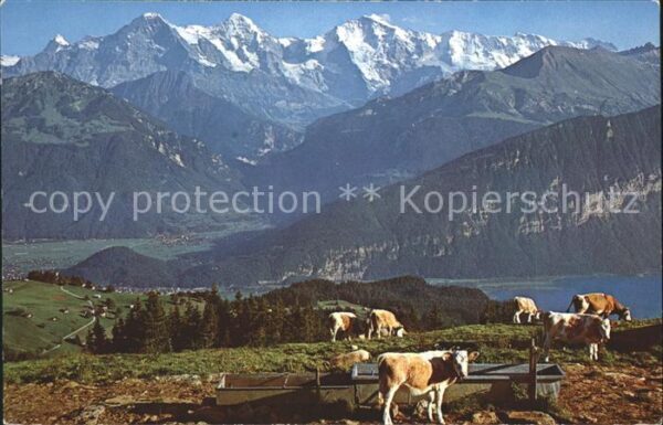 Kuehe Niederhorn Beatenberg Untere Burgfeldal