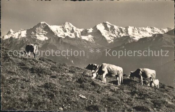 Kuehe Beatenberg Eiger Mönch Jungfrau