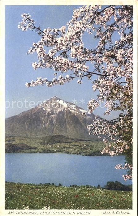 Foto Gaberell J. Nr. 10420 Thunersee Niesen