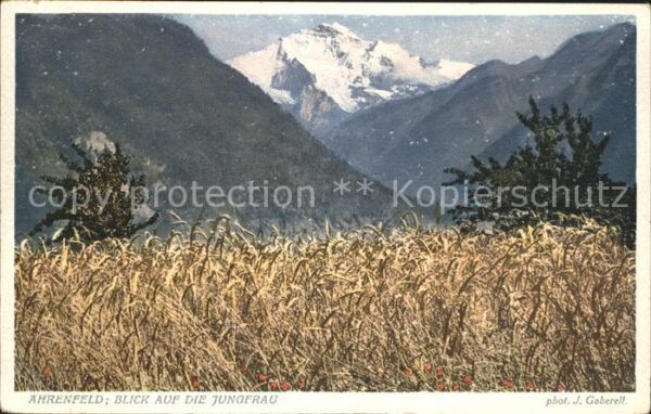 Foto Gaberell J. Nr. 4463 Ährenfeld Jungfrau