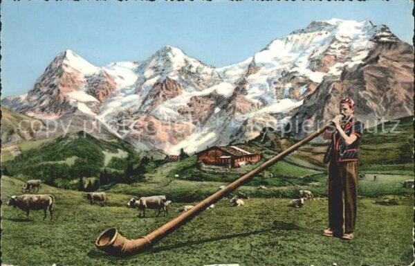 Alphorn Alphornbläser Berge Kühe