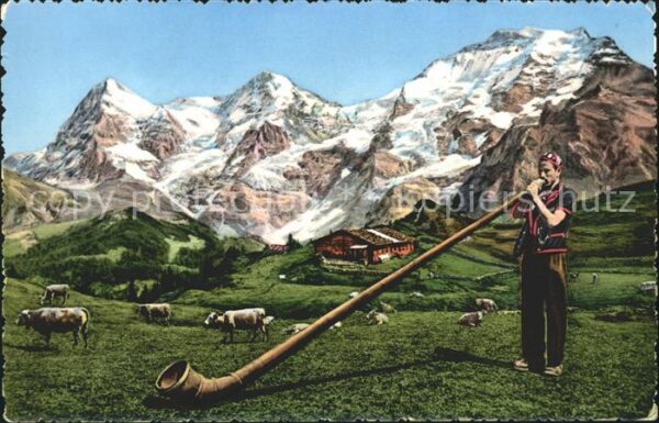 Alphorn Alphornbläser Kühe Berge