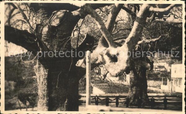 Trsteno Croatia Platani Alter Baum