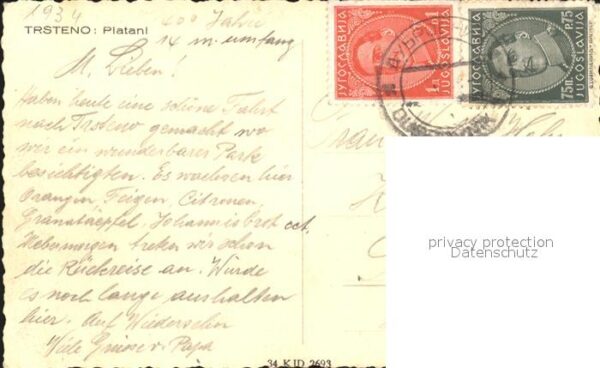Trsteno Croatia Platani Alter Baum – Bild 2