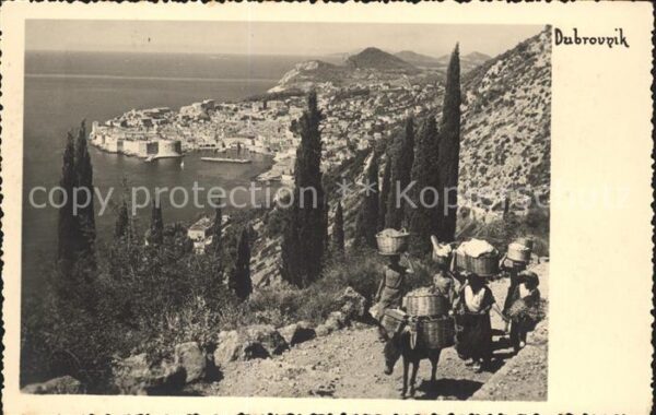 Dubrovnik Ragusa Panorama Esel Lasttier