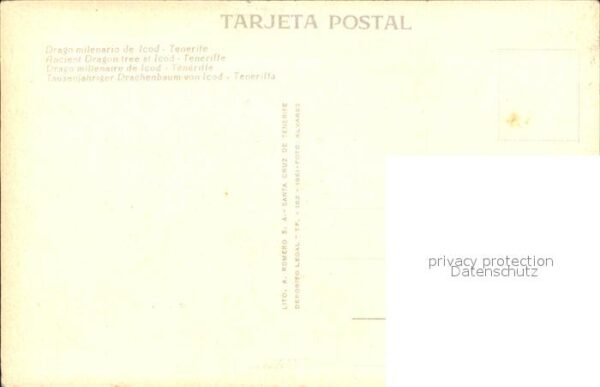 Tenerife Drago milenario de Icod – Bild 2