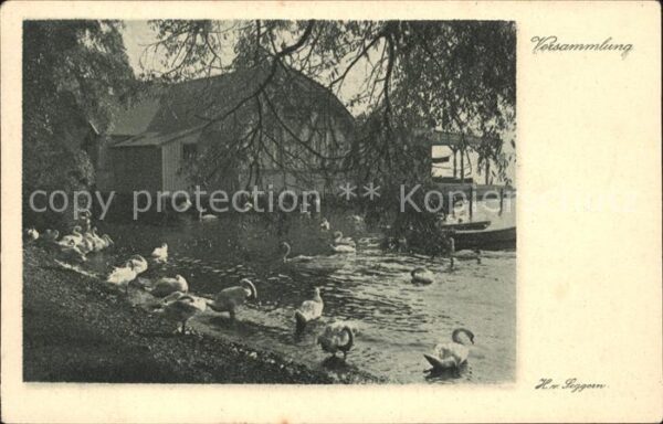 Schwan Schwäne Versammlung H. v. Seggern