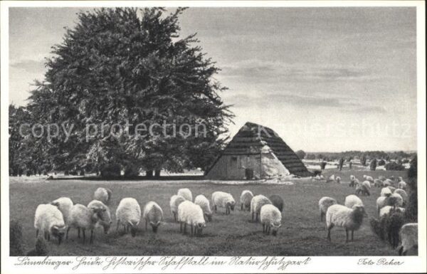 Schafe Lüneburger Heide Historischer Schafstal