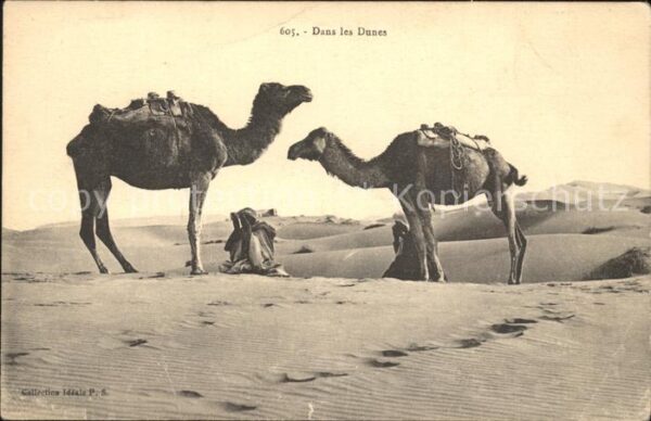 Kamel  Camel Chameau Dans les Dunes