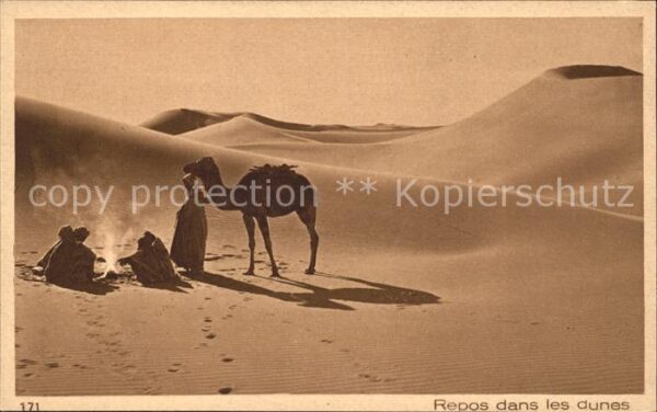 Kamel  Camel Chameau Repos dans les dunes