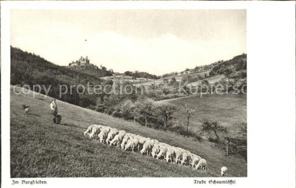 Hirte Schafe Burgfrieden