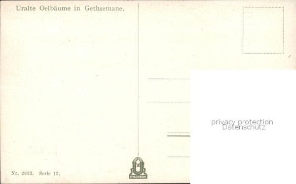 Baeume Trees Ölbaum Gethsemane – Bild 2