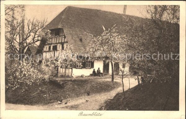 Verlag Elchlepp Nr. 74 Baumblüte Sc hwarzwaldhaus