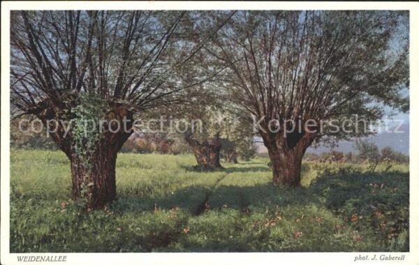 Foto Gaberell J. Nr. 6015 Weidenallee