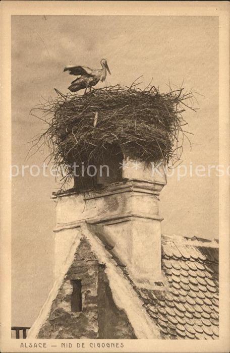 Storch Alsace Nid de Cigognes